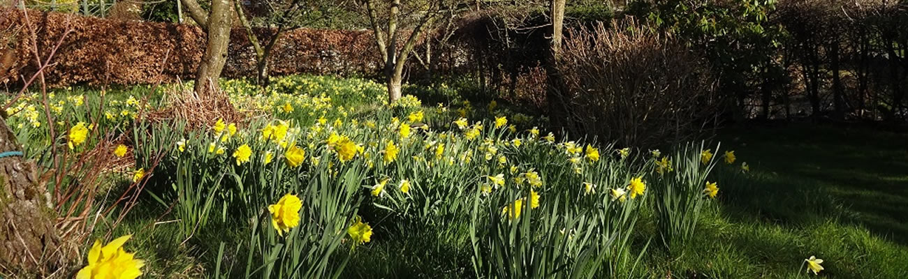 long_garden_daffodils_1.jpg